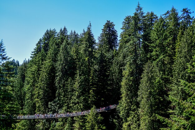 Foto panorámica de personas en un puente colgante a través de altos árboles del bosque en un día soleado