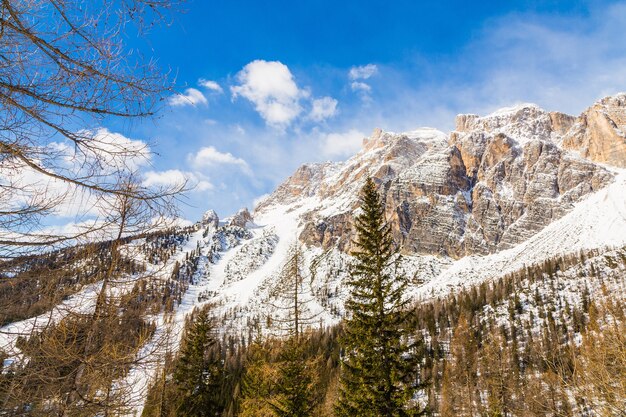 Foto de un paso lento cubierto de nieve y abetos