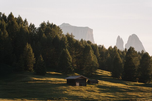 Foto de pequeña cabaña de madera en un campo de césped rodeado de árboles