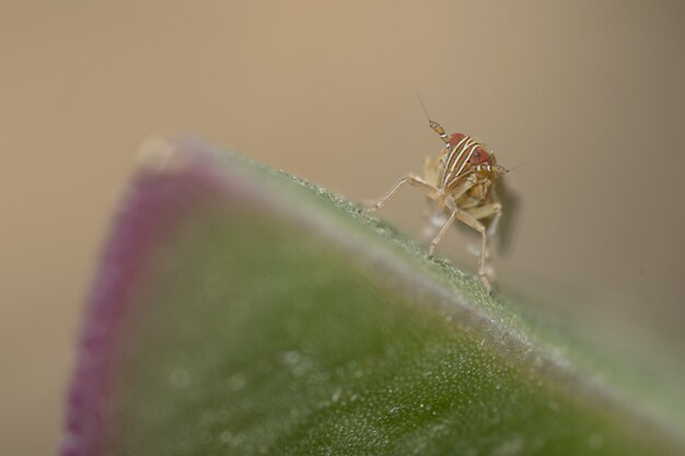 Foto de un pequeño saltamontes sobre una hoja verde