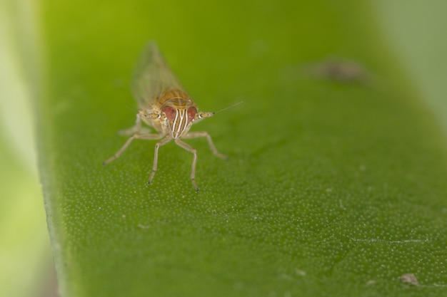 Foto de un pequeño saltamontes sobre una hoja verde