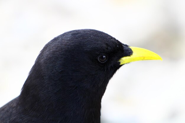 Foto de perfil de una chova de pico amarillo en el fondo borroso