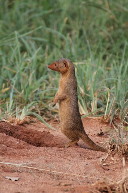 Foto de perfil de una linda mangosta en el Parque Nacional Tarangire, Tanzania