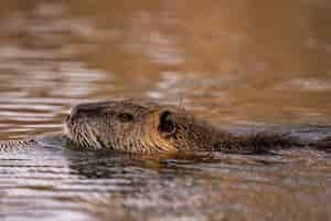 Foto gratuita foto de perfil de una linda nutria peluda en el río