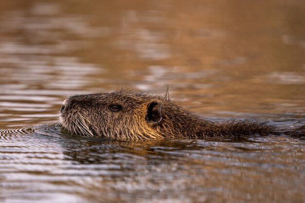 Foto de perfil de una linda nutria peluda en el río