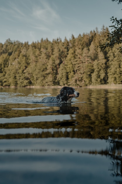 Foto de perfil de un lindo Bernese Mountain Dog nadando en el lago
