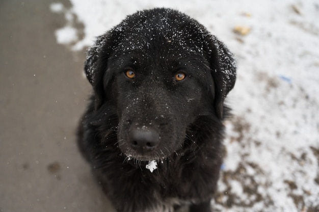 Foto de perro Hovawart negro en invierno