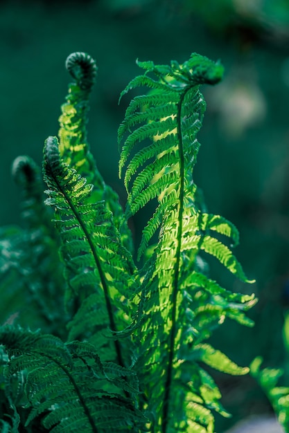 Foto de las plantas florecidas del helecho avestruz