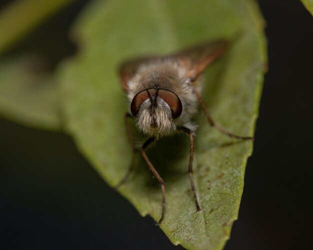 Foto de una polilla en una hoja bajo las luces con un fondo borroso