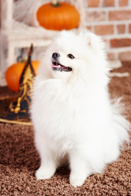 Foto de pomerania feliz mirando hacia arriba