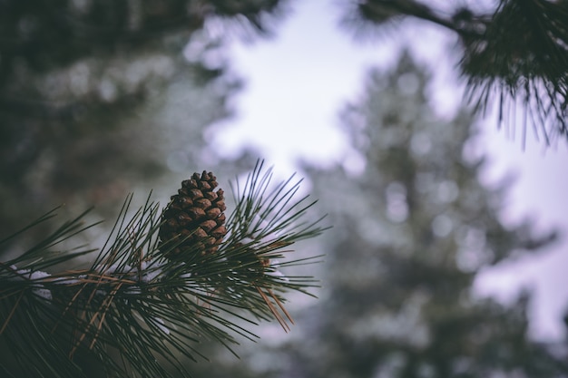 Foto de primer plano de árbol de pino