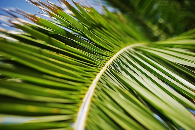 Foto de primer plano de hojas de palmeras tropicales verdes vibrantes