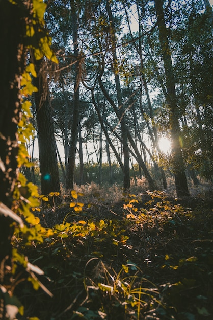 Foto de primer plano vertical de las hojas de los árboles en un bosque rodeado de vegetación durante el amanecer