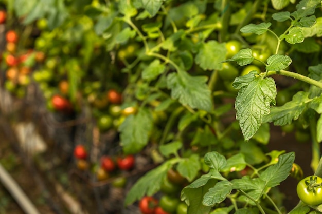 Foto de ramas de tomate fresco en el invernadero.