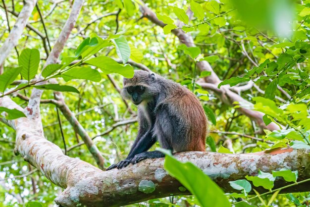 Foto de Red Colobus Piliocolobus tephrosceles sentado en una rama. Zanzíbar, Tanzania