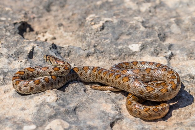 Foto de una serpiente leopardo adulta acurrucada o serpiente rata europea