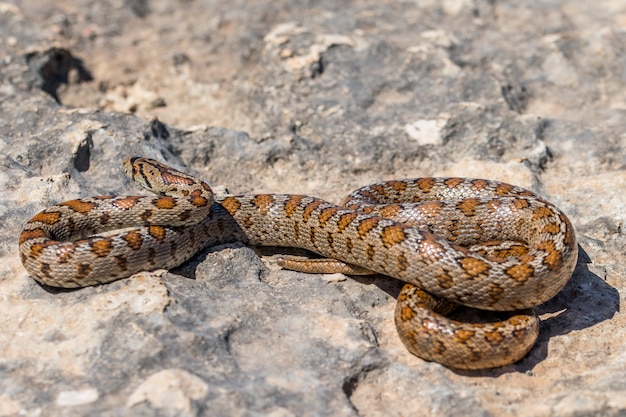 Foto de una serpiente leopardo adulta acurrucada