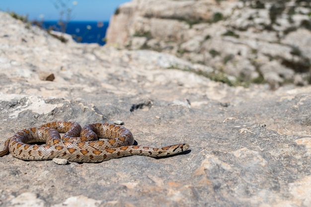 Foto de una serpiente leopardo adulta acurrucada