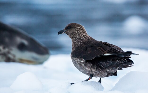 Foto de un skúas de pie sobre un terreno nevado en la Antártida