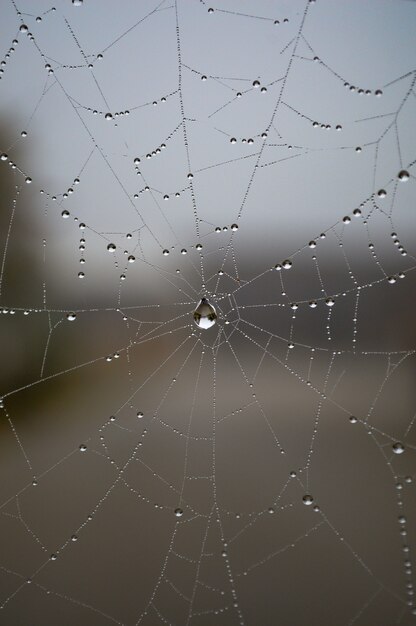 Foto de una telaraña con gotas de agua después de la lluvia