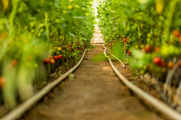 Foto de tomates en el invernadero.