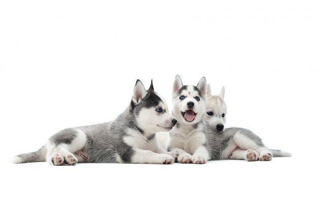 Foto de tres adorables cachorros de husky siberiano acostados juntos aislados en blanco.