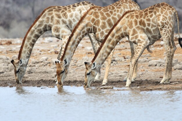 Foto de tres jirafas bebiendo todos juntos en un abrevadero