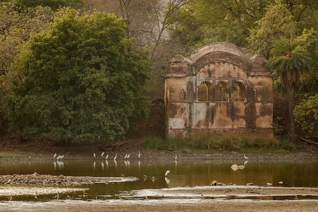 Foto única de osos perezosos en India