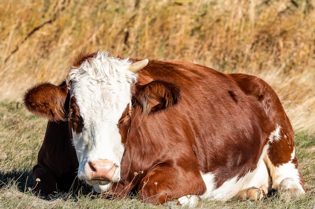 Foto de una vaca marrón con un cuerno