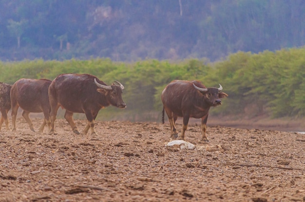 Foto de varios búfalos marrones caminando sobre la tierra rocosa junto al lago Doi Tao, Tailandia