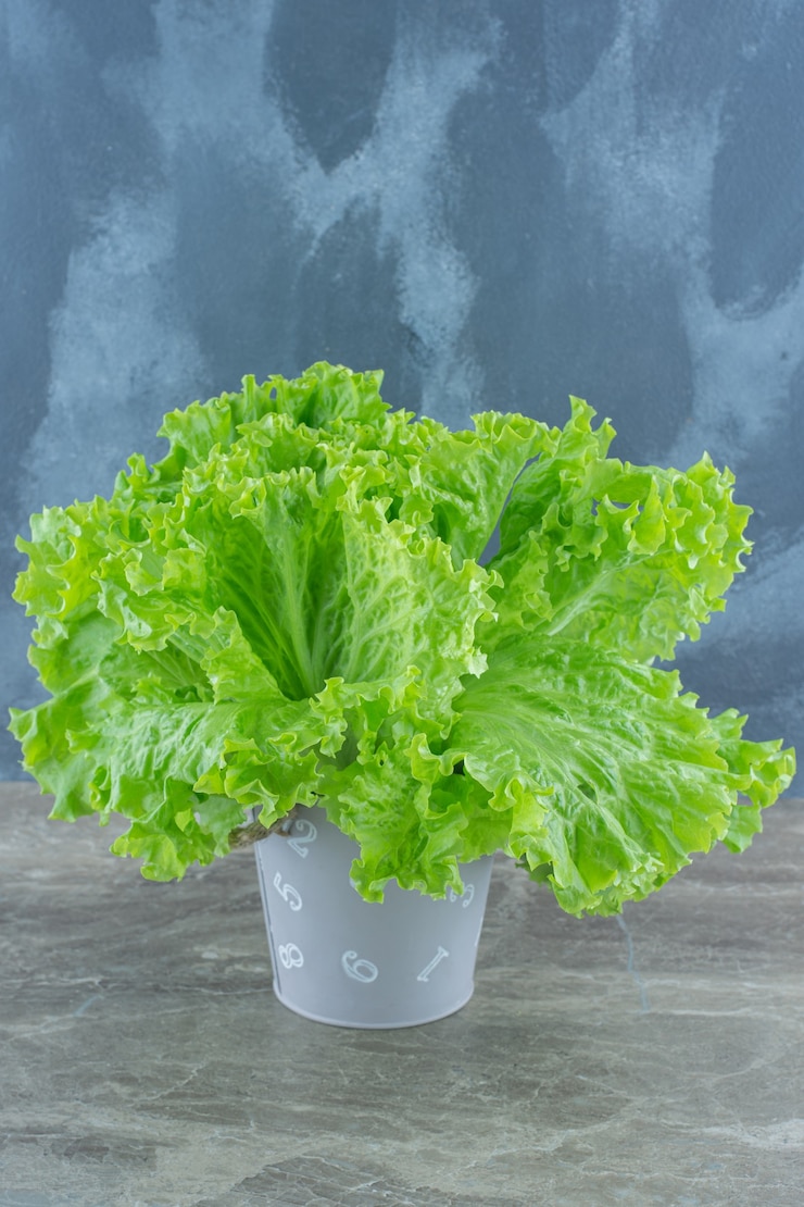 Foto gratuito foto vertical de hojas de lechuga verde.