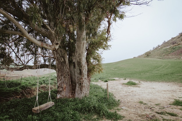 Foto de un viejo árbol y un columpio vacío colgado en la naturaleza