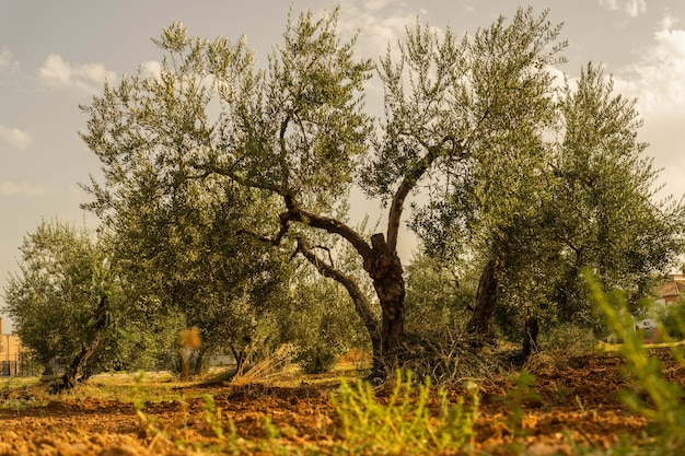 Foto de un viejo árbol grande con árboles más pequeños