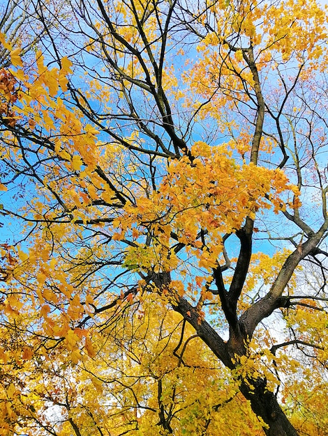 Foto de vista inferior de un árbol cubierto de hojas amarillas y verdes en Stargard, Polonia.