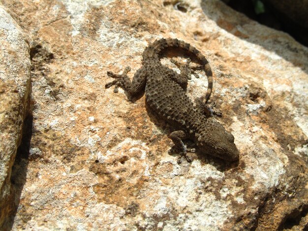 Foto de vista superior de un gecko morisco sobre una roca en un día soleado
