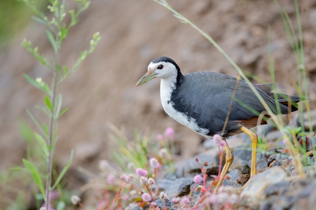 Foto de waterhen de pecho blanco caminando sobre una superficie de roca durante el día