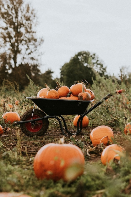 Fotografía de alimentos de fondo de calabazas recién cosechadas