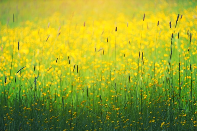 Fotografía de campo de flores de pétalos amarillos