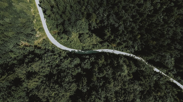 Fotografía cenital aérea de un largo camino que atraviesa densos árboles verdes