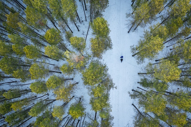 Foto gratuita fotografía cenital de un bosque con altos árboles verdes durante el invierno