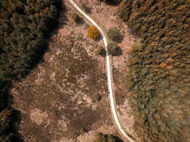 Fotografía cenital de una carretera estrecha en un bosque en un bosque de Puddletown en Dorset, Reino Unido