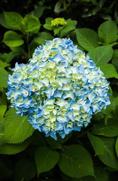 Fotografía cenital de flores azules, blancas y amarillas con verde