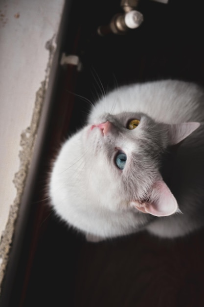 Foto gratuita fotografía cenital de un gato gris con los ojos de diferentes colores