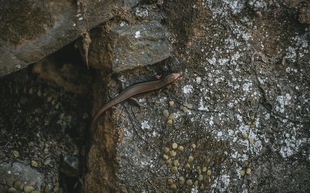 Fotografía cenital de un lagarto marrón caminando sobre la piedra