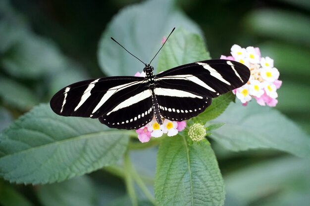 Fotografía cenital de una mariposa Zebra Longwing con alas abiertas sobre una flor rosa claro