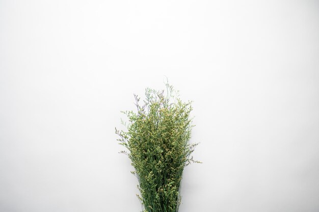 Fotografía cenital de un montón de ramitas de plantas sobre una superficie blanca