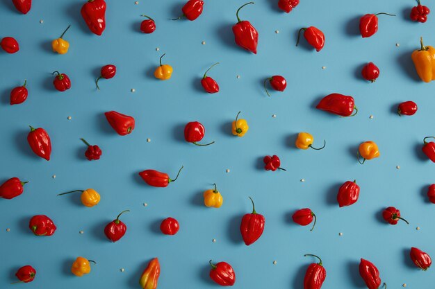 Fotografía cenital de pimientos rojos y verdes con tallos verdes y semillas alrededor dispuestas sobre fondo azul. Verduras maduras cosechadas que contienen antioxidantes saludables para su nutrición.