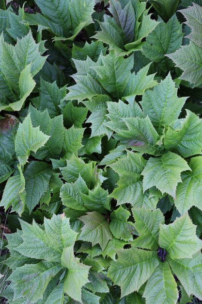 Fotografía cenital de Rodgersia deja bajo la luz