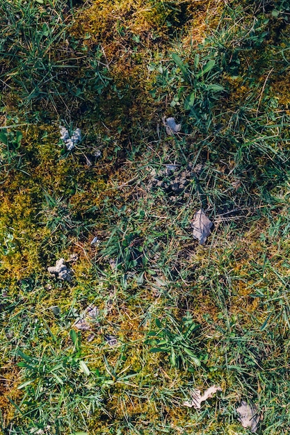 Fotografía cenital vertical de vegetación en el parque Maksimir en Zagreb Croacia durante la primavera