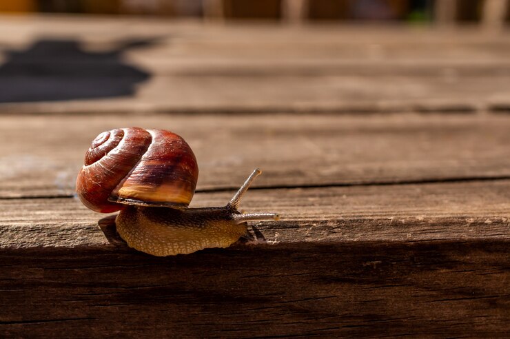 Foto gratuito fotografía de cerca de un caracol en una superficie de madera